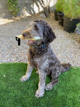 Load image into Gallery viewer, MAGIC-TUG DOG TRAINER
