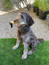 Load image into Gallery viewer, MAGIC-TUG DOG TRAINER